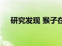 研究发现 猴子在认知灵活性上优于人类