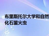 布里斯托尔大学和自然历史博物馆的科学家发现了一种肌肉化石萤火虫