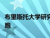 布里斯托大学研究人员成功组装酶驱动人工细胞