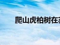 爬山虎柏树在苏州遇到数万斑马成员