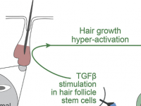科学家发现头发生长信号分子SCUBE3可以治疗秃头