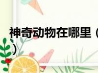 神奇动物在哪里（关于神奇动物在哪里的简介）