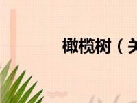 橄榄树（关于橄榄树的简介）