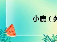 小鹿（关于小鹿的简介）