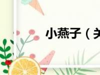 小燕子（关于小燕子的简介）