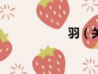 羽（关于羽的简介）