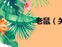 老鼠（关于老鼠的简介）