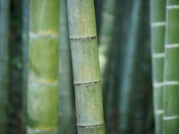 准静态载荷下老化竹纤维增强复合材料的力学性能