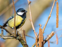 研究预测鸣禽的警报声将受到气候变化引起的高温的影响
