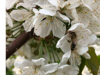 超过一种蜜蜂授粉可提高樱桃收成