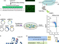 分割基因编辑工具提供更高的精度