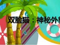 双脸猫：神秘外貌背后的独特魅力与故事